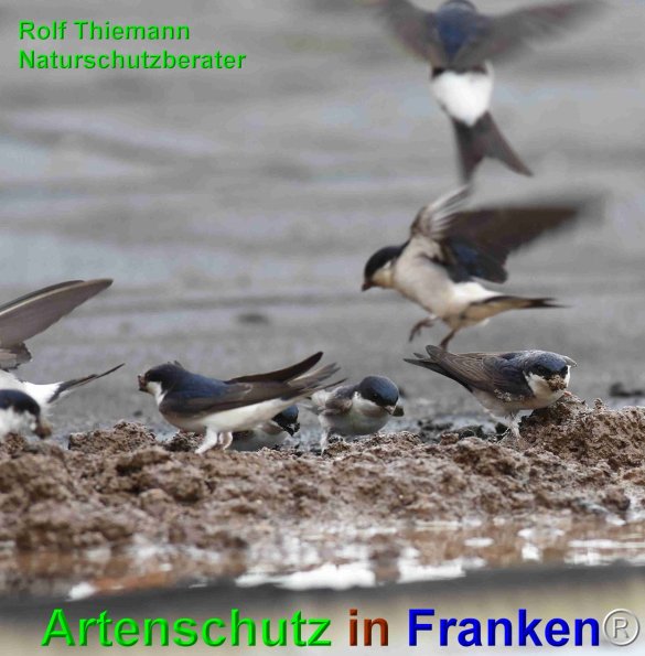 Copyright AiF Rolf Thiemann Bild zum Eintrag (75153-160)