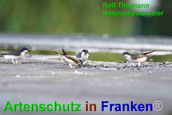 Copyright AiF Rolf Thiemann Bild zum Eintrag (75155-160)