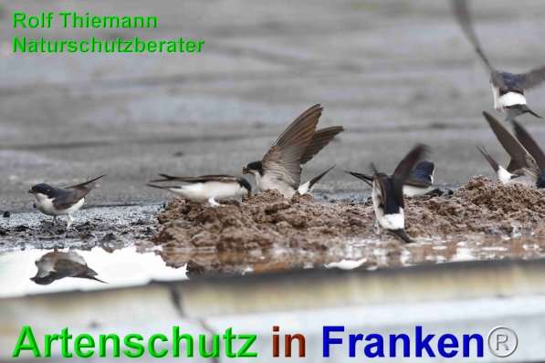 Copyright AiF Rolf Thiemann Bild zum Eintrag (75156-160)