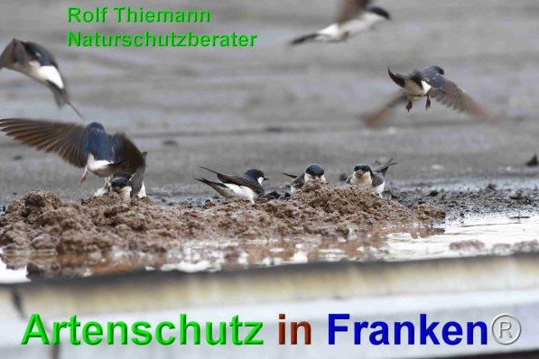 Copyright AiF Rolf Thiemann Bild zum Eintrag (75159-160)