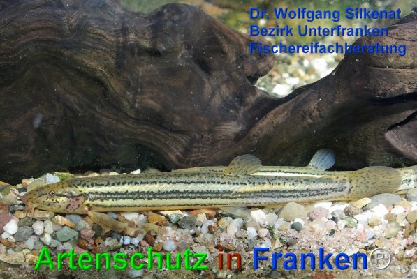 Copyright AiF Silkenat Bild zum Eintrag (75183-160)