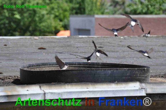 Copyright AiF Rolf Thiemann Bild zum Eintrag (75212-160)