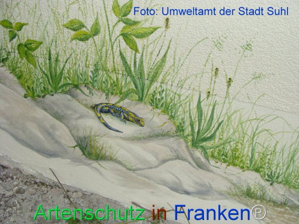 Copyright AiF Umweltamt der Stadt Suhl Bild zum Eintrag (75397-160)