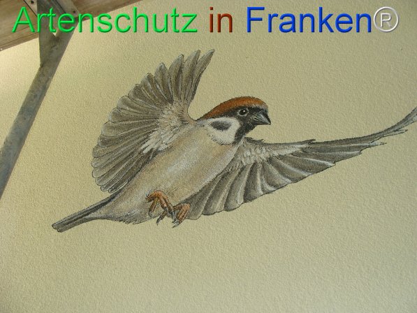© Artenschutz in Franken® Bild zum Eintrag (75626-160)