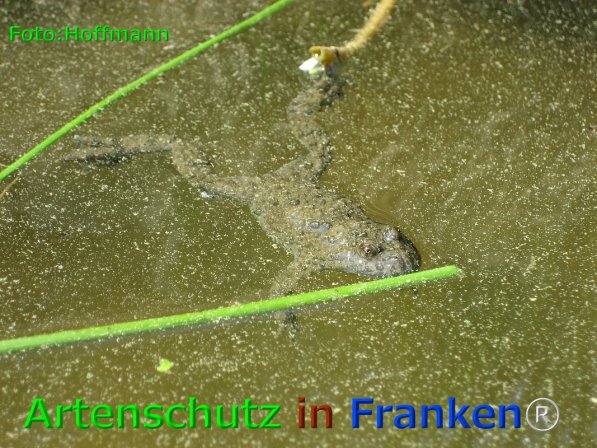 Copyright AiF Hoffmann Bild zum Eintrag (76035-160)