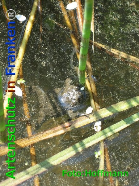Copyright AiF Hoffmann Bild zum Eintrag (76038-160)