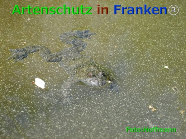 Copyright AiF Hoffmann Bild zum Eintrag (76040-160)