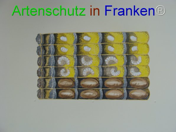 Bild zum Eintrag (76316-160)