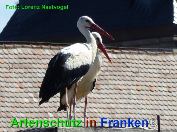 Copyright AiF Lorenz Nastvogel Bild zum Eintrag (76351-160)
