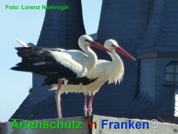 Copyright AiF Lorenz Nastvogel Bild zum Eintrag (76352-160)