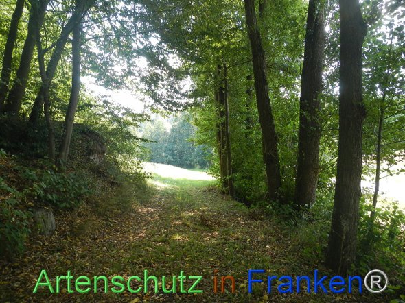 Bild zum Eintrag (77455-160)