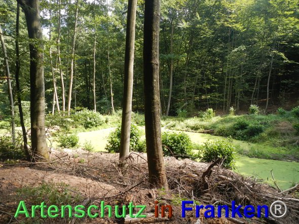 Bild zum Eintrag (77486-160)