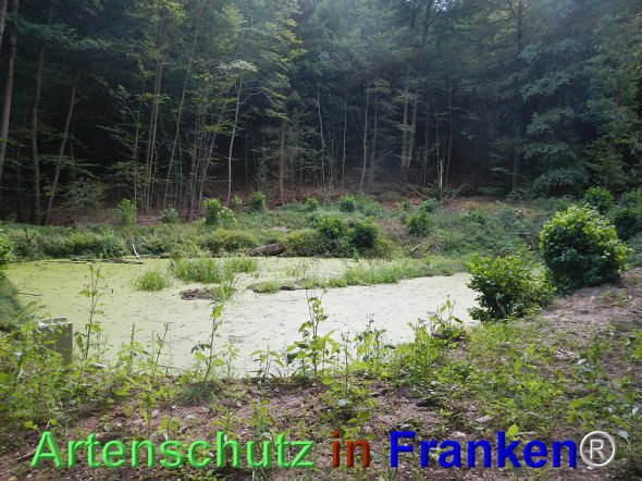 Bild zum Eintrag (77489-160)
