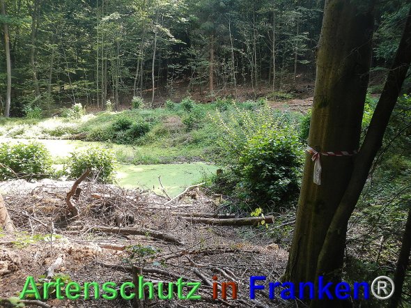 Bild zum Eintrag (77491-160)