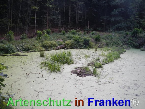 Bild zum Eintrag (77492-160)