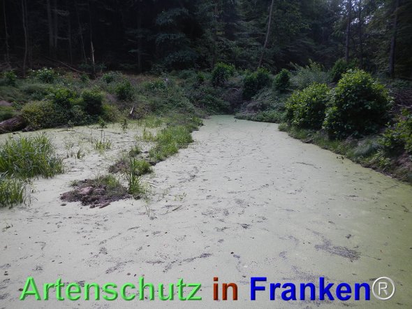 Bild zum Eintrag (77493-160)