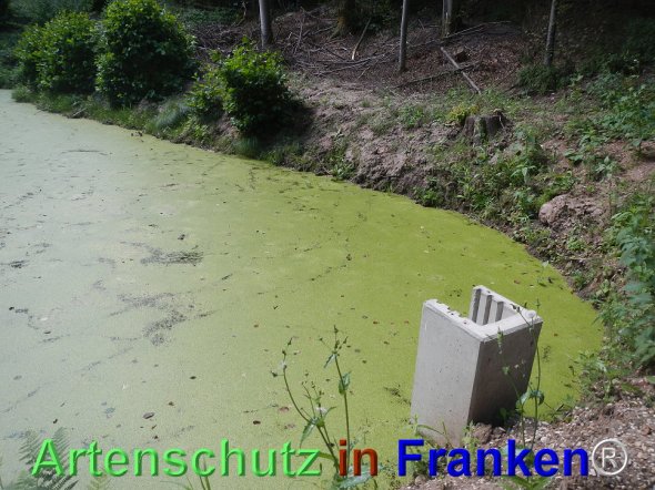 © Artenschutz in Franken® Bild zum Eintrag (77494-160)