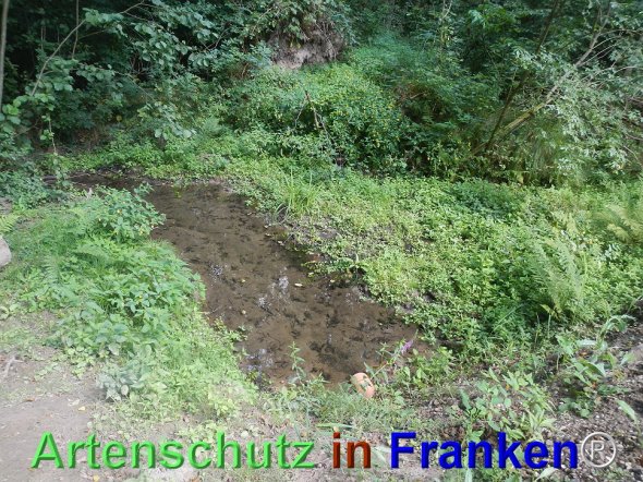 Bild zum Eintrag (77495-160)