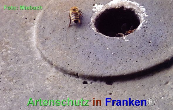 Copyright AiF Horst Miebach Bild zum Eintrag (77689-160)