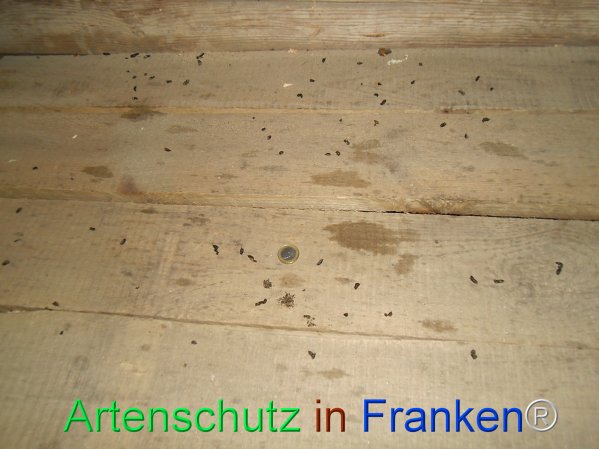 Copyright AiF Schilling Bild zum Eintrag (77799-160)