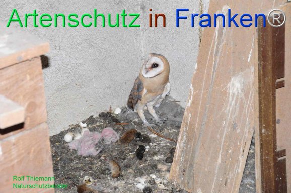 Copyright AiF Rolf Thiemann Bild zum Eintrag (77950-160)