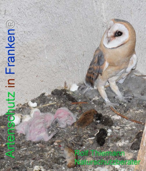 Copyright AiF Rolf Thiemann Bild zum Eintrag (77952-160)
