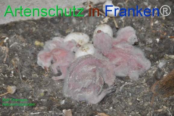Copyright AiF Rolf Thiemann Bild zum Eintrag (77954-160)