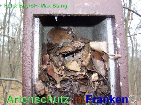 Copyright AiF Maximilian Stangl Bild zum Eintrag (79889-160)