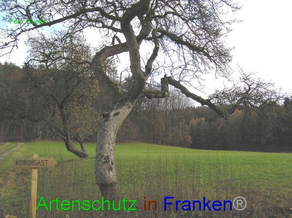 © Artenschutz in Franken® Bild zum Eintrag (80573-160)