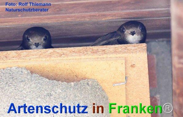 Copyright AiF Rolf Thiemann Bild zum Eintrag (80686-160)