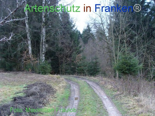 Bild zum Eintrag (80941-160)