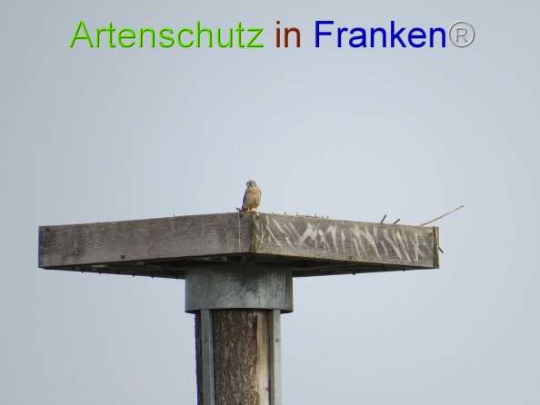 Bild zum Eintrag (82014-160)