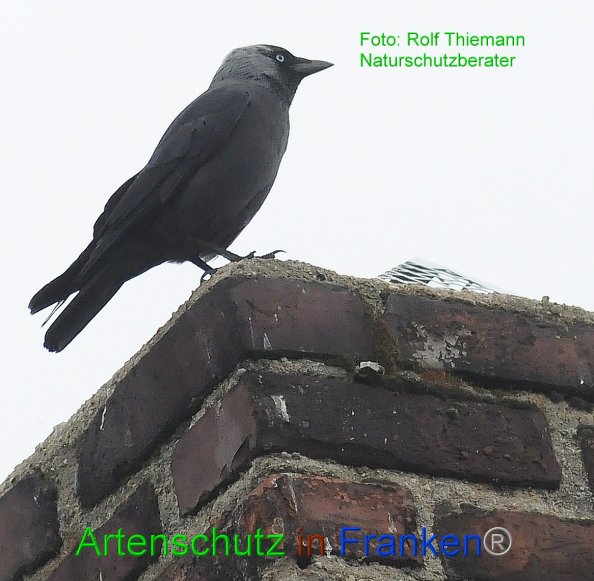 Copyright AiF-Rolf Thiemann Bild zum Eintrag (82163-160)