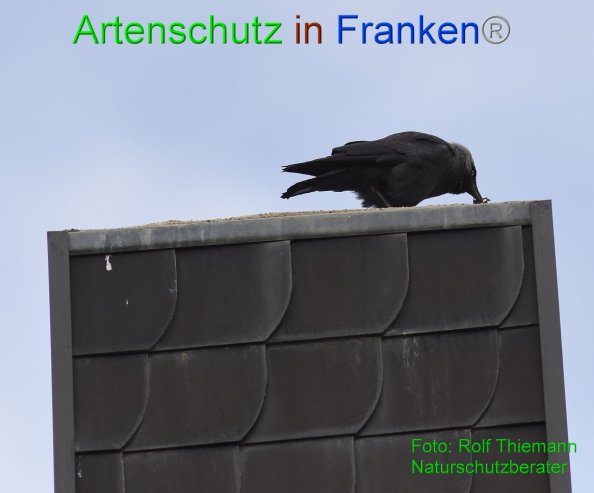 Copyright AiF-Rolf Thiemann Bild zum Eintrag (82164-160)