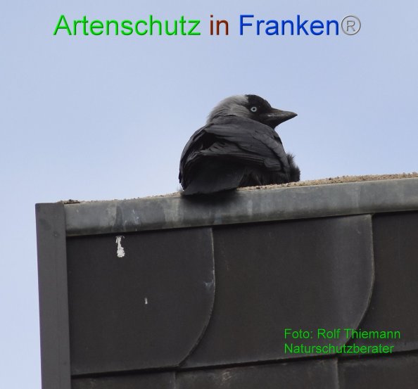 Copyright AiF-Rolf Thiemann Bild zum Eintrag (82165-160)