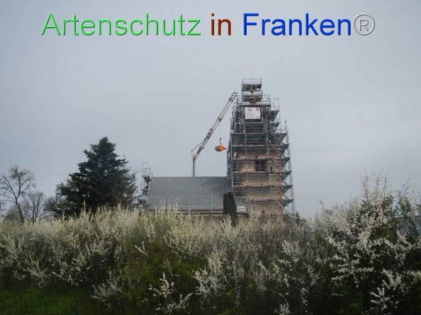 © Artenschutz in Franken® Bild zum Eintrag (82465-160)