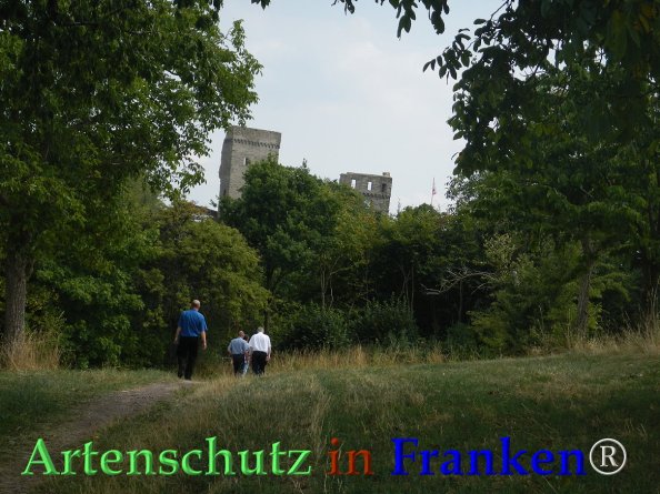 Bild zum Eintrag (82696-160)