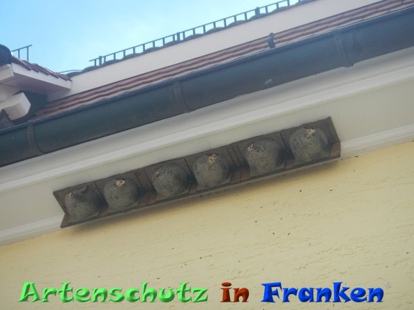 © Artenschutz in Franken® Bild zum Eintrag (85244-160)