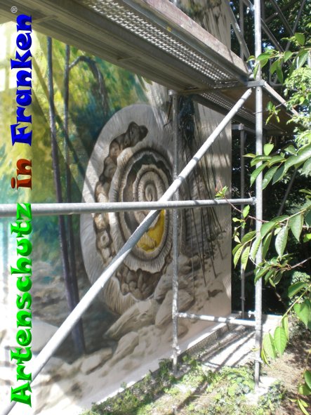 © Artenschutz in Franken® Bild zum Eintrag (85520-160)