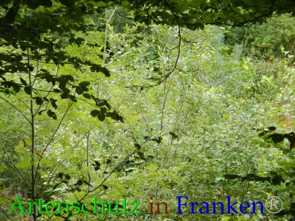 Bild zum Eintrag (85616-160)