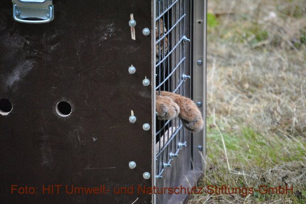 Copyright AiF HIT Umwelt- und Naturschutz Stiftungs-GmbH / Christoph Heider Bild zum Eintrag (85746-160)