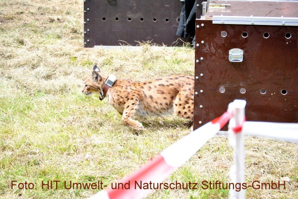 Copyright AiFHIT Umwelt- und Naturschutz Stiftungs-GmbH / Christoph Heider Bild zum Eintrag (85748-160)