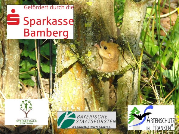 Copyright AiF / Collage Sandra Bäumler Bild zum Eintrag (85912-160)