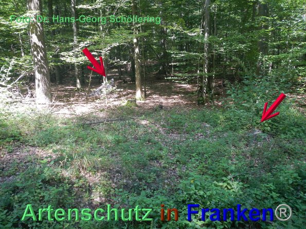 Copyright AiF Dr. Hans.Georg Schöllering Bild zum Eintrag (86004-160)