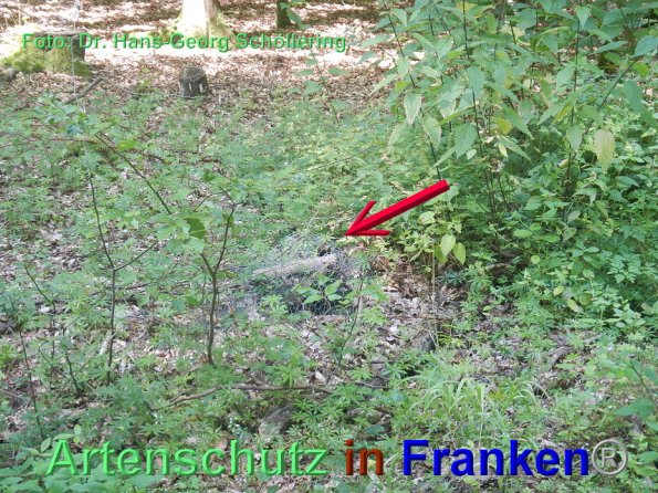 Copyright AiF Dr. Hans.Georg Schöllering Bild zum Eintrag (86005-160)