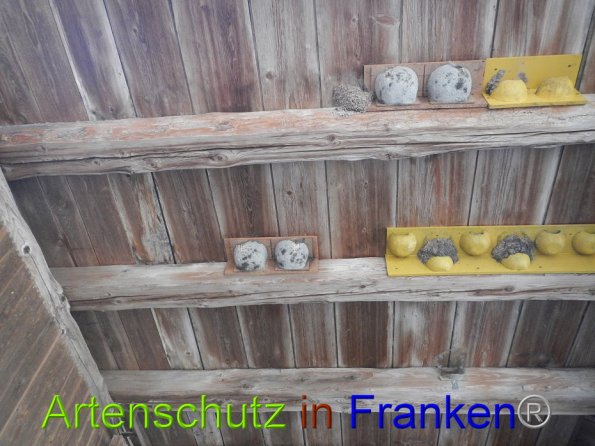 © Artenschutz in Franken® Bild zum Eintrag (86141-160)