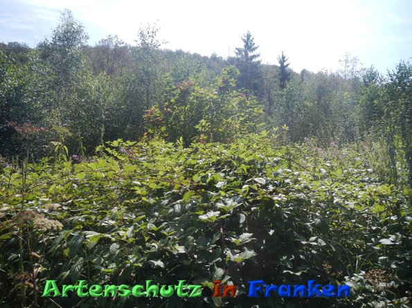 Bild zum Eintrag (86561-160)