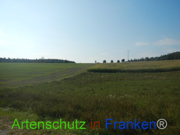 Bild zum Eintrag (86809-160)