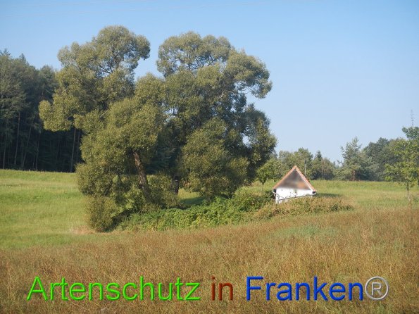 Bild zum Eintrag (86816-160)