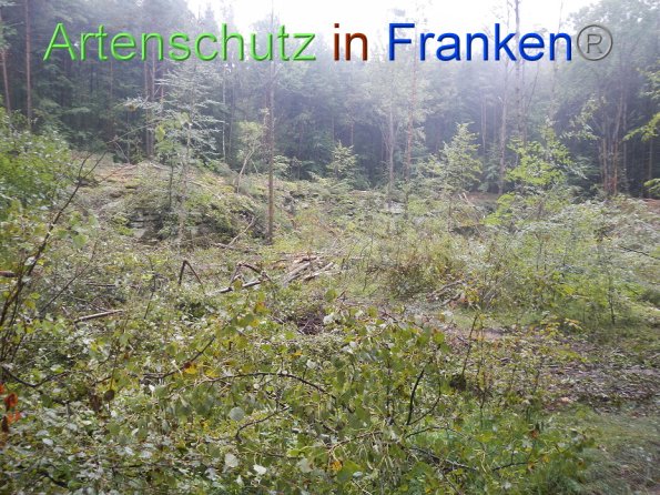 Bild zum Eintrag (86990-160)